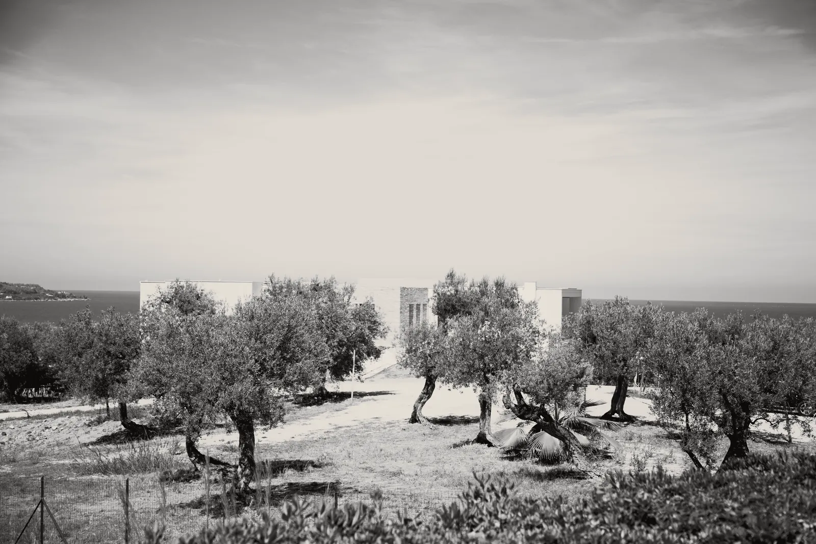 The olive grove above the sea, a white villa and the headland in the distance, before the ceremony.