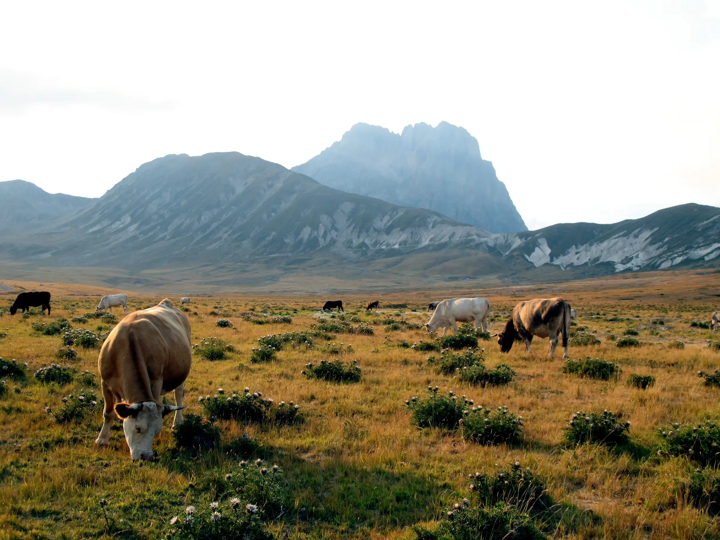 La piana di Campo Imperatore con le mucche al pascolo e, dietro, il Corno Grande del Gran Sasso.